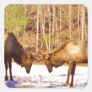 2~ zwei Bull Elk im Schnee Quadratischer Aufkleber