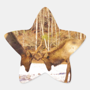 2~ zwei Bull Elk im Schnee Stern-Aufkleber