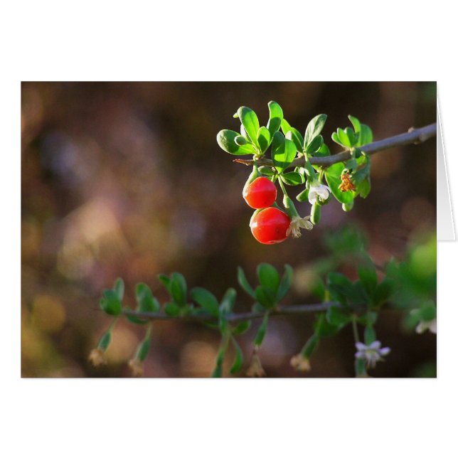 2BERRIES (Vorderseite (Horizontal))