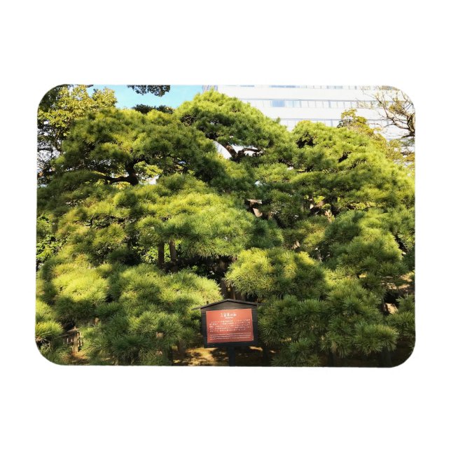 300 Jahre alte Pinienbäume Magnet (Horizontal)