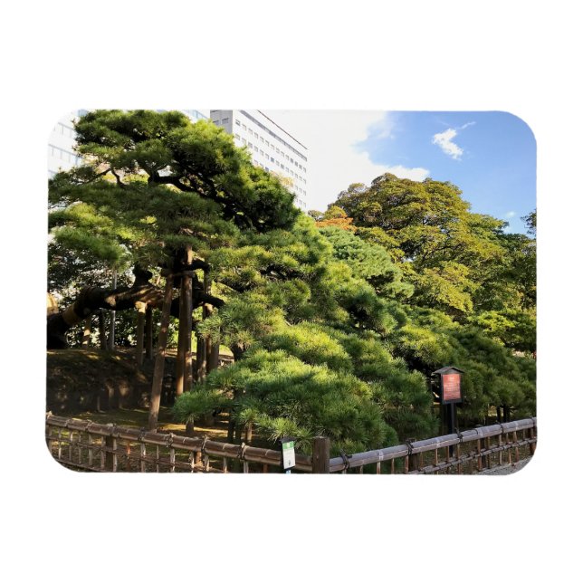 300 Jahre alte Pinienbäume Magnet (Horizontal)