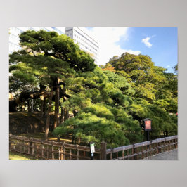 300 Jahre alte Pinienbäume Poster