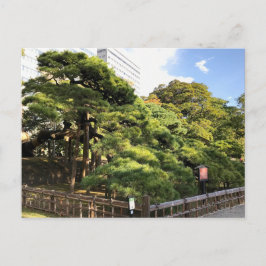 300 Jahre alte Pinienbäume Postkarte