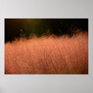 30×20 Pink Muhly Jeju-do Südkorea Fotoabzug Poster