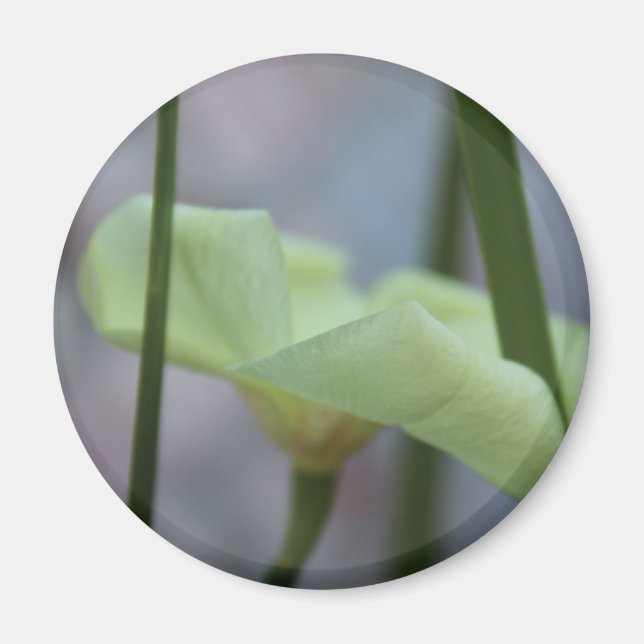 30. April Blume im Gras Magnet (Vorne)