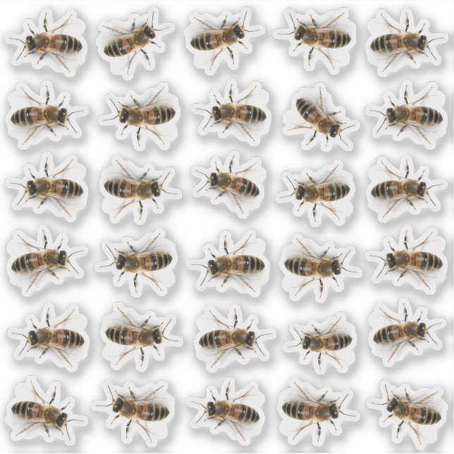 30 lebensgroße Honigbiene Honey Jar Lid Stickers Aufkleber (Vorderseite)