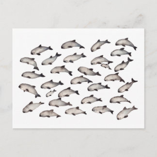 30 Vaquita porpoise dolphin Postkarte