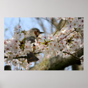 30x20 Kirschblüten-Vögelchen Jeju-do Fotodruck Poster