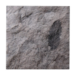 350 Millionen Yr. Alte Pflanze Fossile Dekorative Fliese