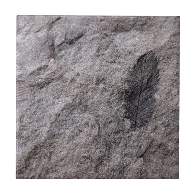 350 Millionen Yr. Alte Pflanze Fossile Dekorative  Fliese (Vorderseite)