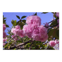 36"x24" Kirschblüten