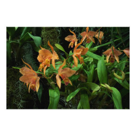 36"x24" Orange Orchideen Fotodruck
