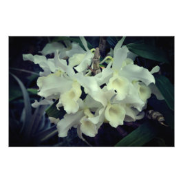 36"x24" Orchideen Fotodruck
