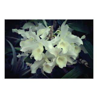 36"x24" Orchideen Fotodruck
