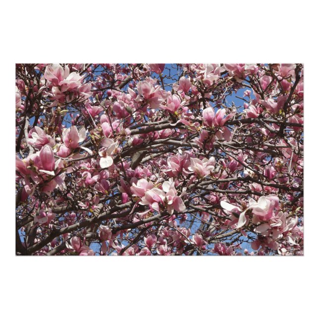 36"x24" Pink Magnolia Fotodruck (Vorne)