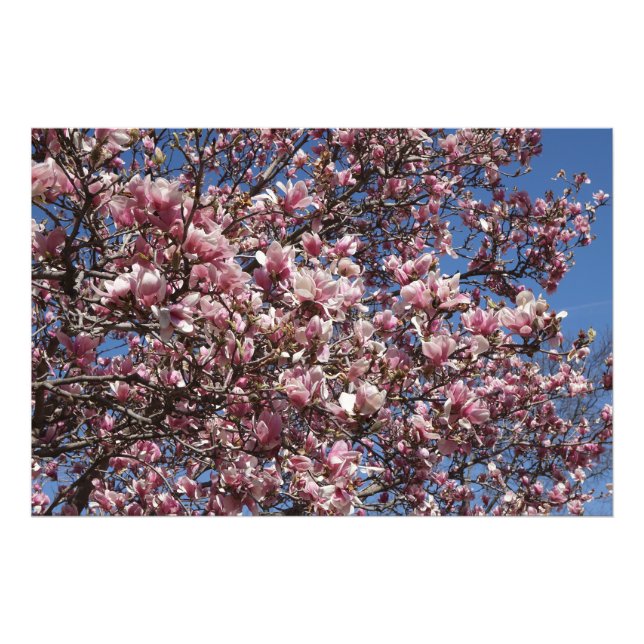 36"x24" Pink Magnolia Fotodruck (Vorne)