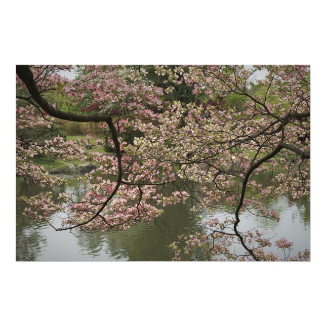 36"x24" Rosa Dogwood Fotodruck (Vorne)