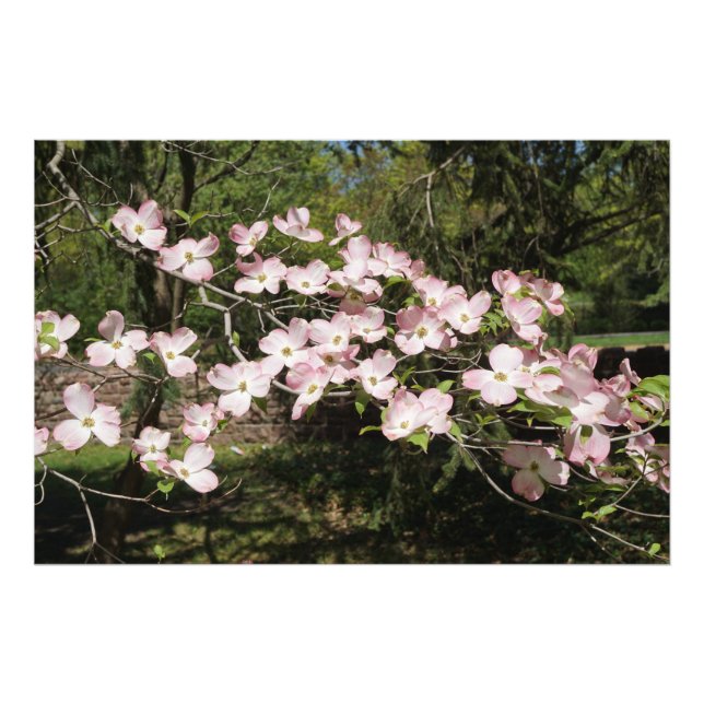 36"x24" Rosa Dogwood Fotodruck (Vorne)