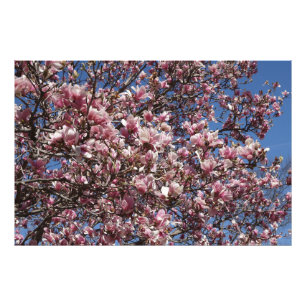 36"x24" Rosa Magnolie Fotodruck