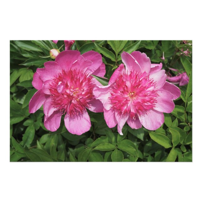 36"x24" Rosa Peonies Fotodruck (Vorne)