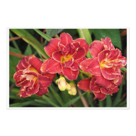 36"x24" Rote Taglilien Fotodruck