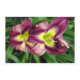 36"x24" Taglilien Fotodruck