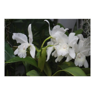 36"x24" Weiße Orchideen Fotodruck