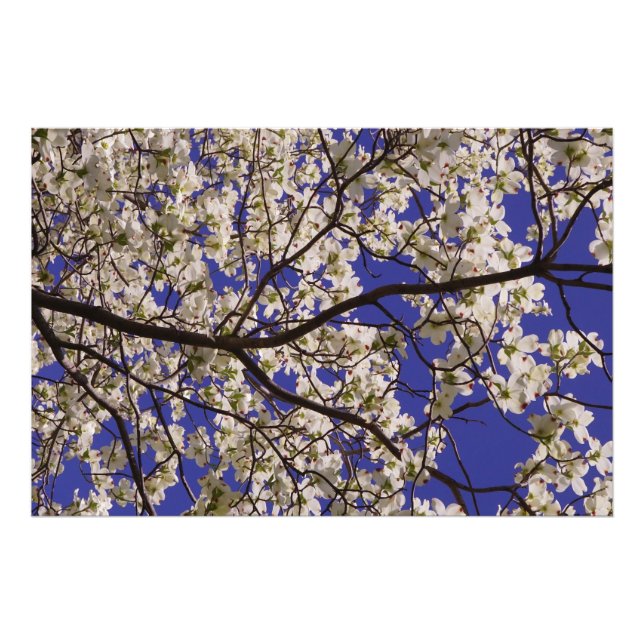 36"x24" Weißes Dogwood Fotodruck (Vorne)