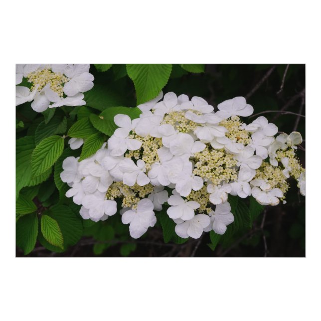 36"x24" Weißes Viburnum Fotodruck (Vorne)
