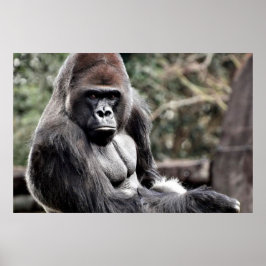 36 X 24 GORILLA PREMIUM LEINWAND GLOSS POSTER