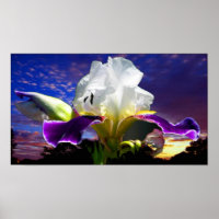 36" x 24", Value Poster Paper (Matte)
