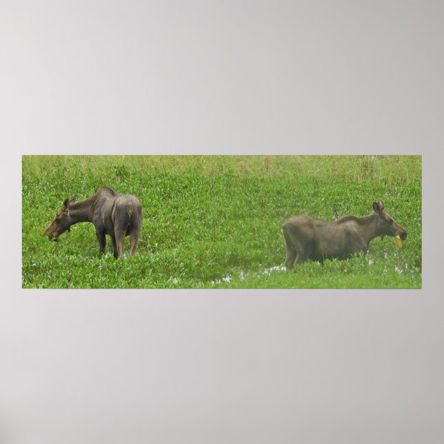 36x12 Plakatpapier (Matte) aus Elch Poster (Vorne)