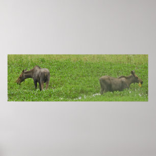 36x12 Poster Paper (Matte) von Elch