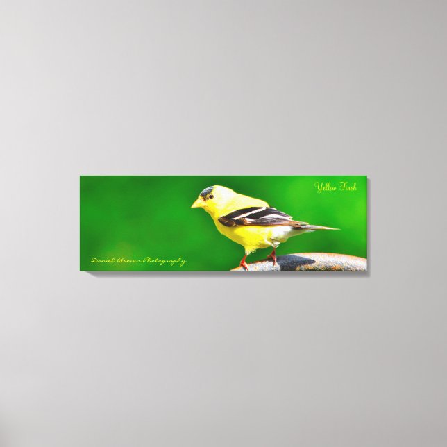 36x12x1,5 überzogene Canvas-Foto Gelbe Finch Leinwanddruck (Vorderseite)