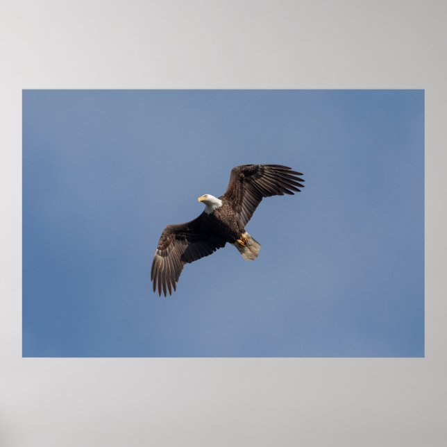 36x24 Bald-Adler im Flug Poster (Vorne)