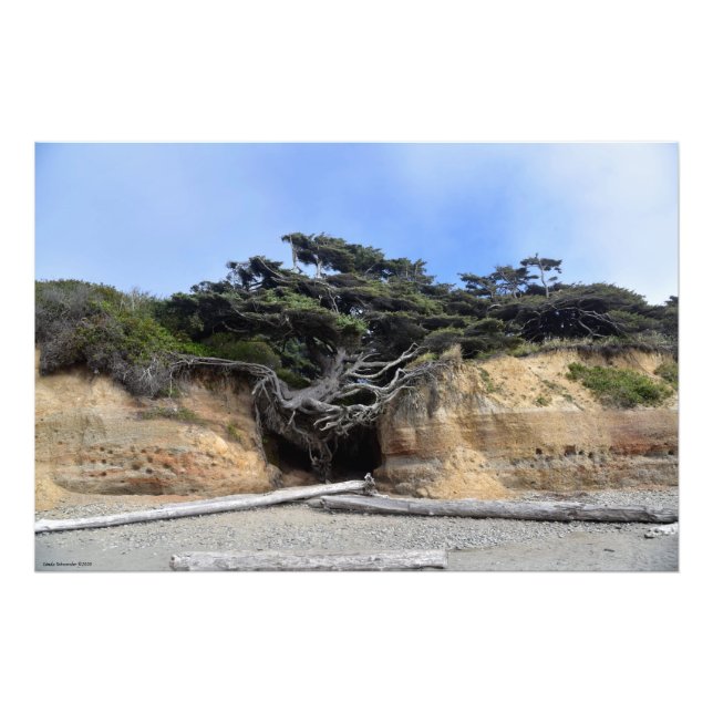 36X24 Lebensbaum - Kalaloch, WA Fotodruck (Vorne)