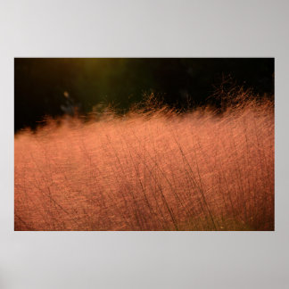36x24 Pink Muhly Jeju-do Südkorea Fotoabzug Poster