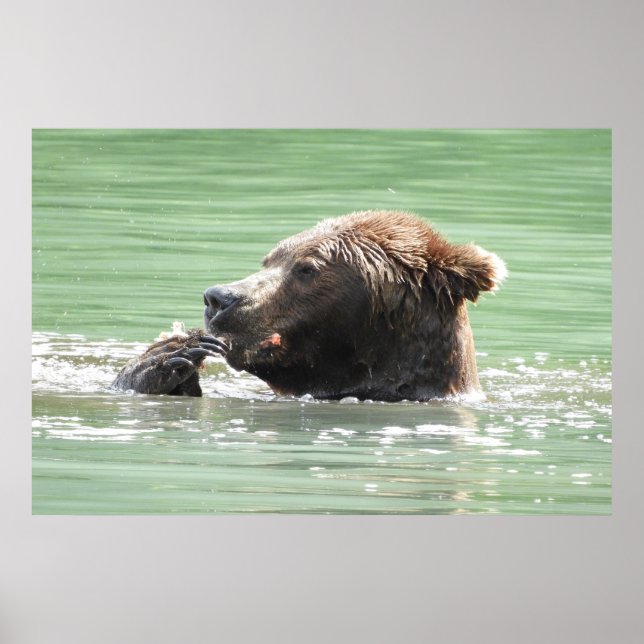 36x24 Plakatpapier (Matte) aus Grizzlybär Poster (Vorne)