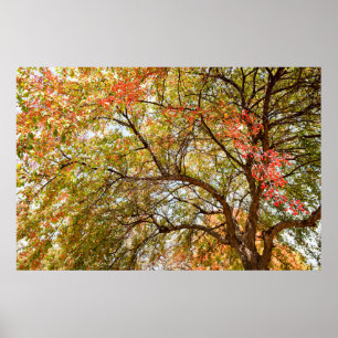 36x24-Wall-Poster Poster