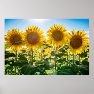 36x24-Wall-Poster Poster