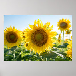 36x24-Wall-Poster Poster