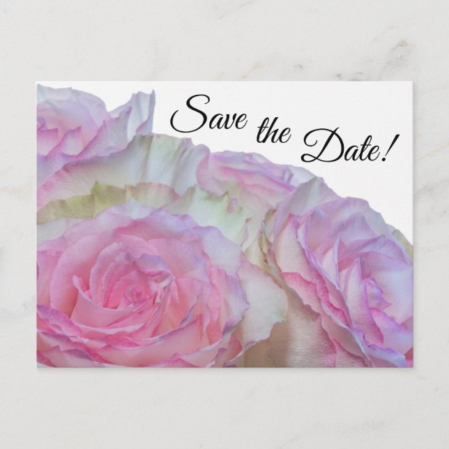 3998-Weiß und Rosa Rosen Postkarte (Vorderseite)