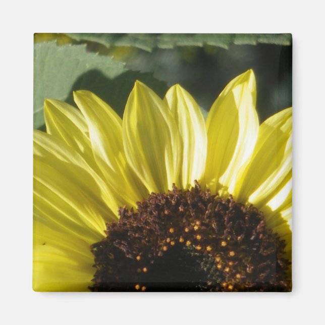 3/4 Sonnenblume Magnet (Vorne)