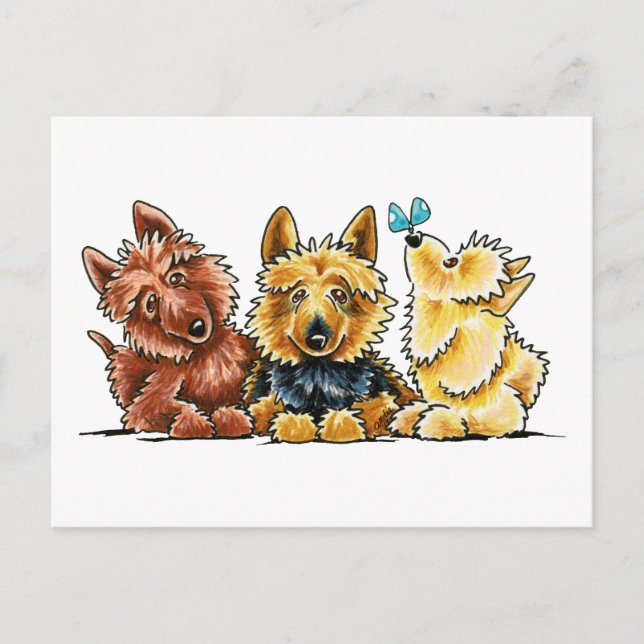 3 Australische Terrier Postkarte (Vorderseite)