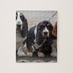 3 Basset-Hound-Welpen