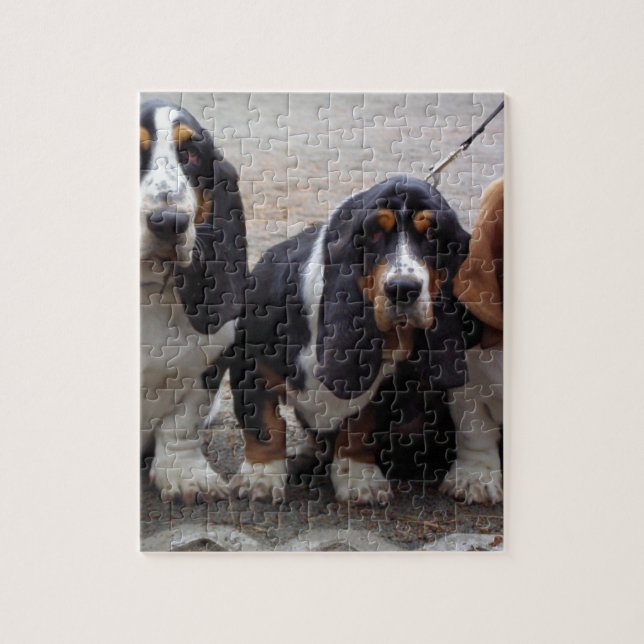 3 Basset_hound_Welpen (Vertikal)