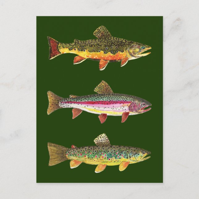 3 Beautiful Foreut - Brook, Rainbow, Brown Postkarte (Vorderseite)