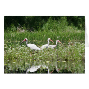3 blanc IBIS