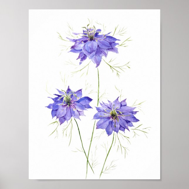 3 blaue lila Nigella Blume Blume Wildblume Poster (Vorne)