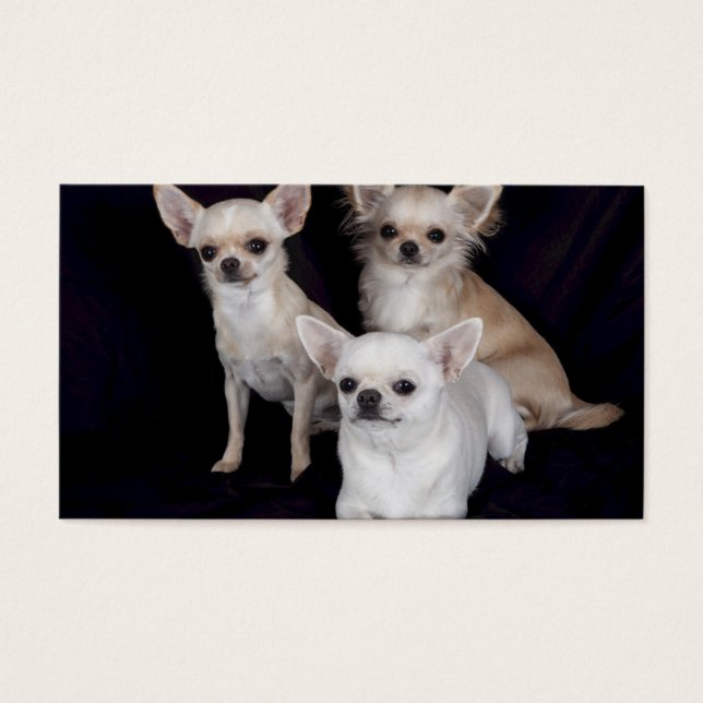 3 chihuahuas (Devant)